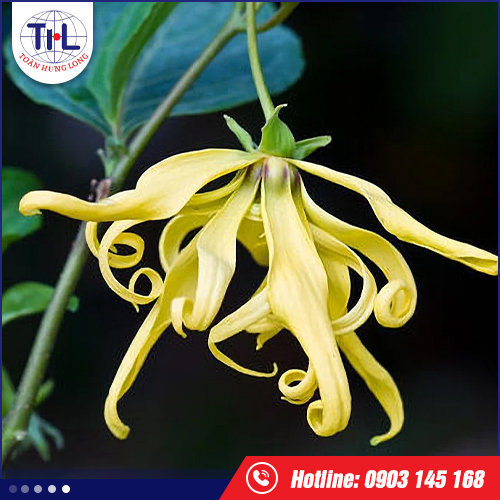 Hương Ylang